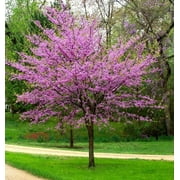 2 Eastern Redbud Trees Bareroot 18-24" Stunning Spring Blooms!